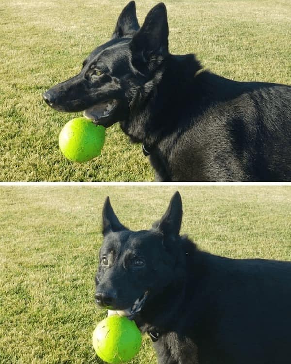 dog memes, funny dog memes, puppy memes, canine memes, funny dogs, cute dog memes, dog humor, pet memes, hilarious dogs, dog photos, dog lover memes, puppy humor, relatable dog memes