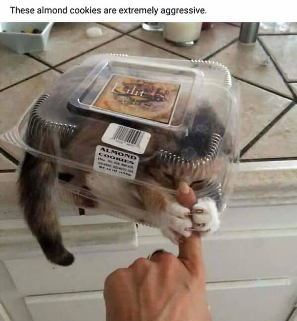 food memes, cursed food, cooking memes, culinary memes, kitchen jokes, cooking memes, culinary memes, kitchen jokes, fast food memes, junk food jokes, drive‑thru humor, funny food jokes, meal mishaps, dinner disasters