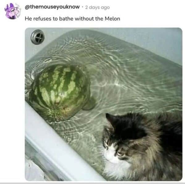 food memes, cursed food, cooking memes, culinary memes, kitchen jokes, cooking memes, culinary memes, kitchen jokes, fast food memes, junk food jokes, drive‑thru humor, funny food jokes, meal mishaps, dinner disasters