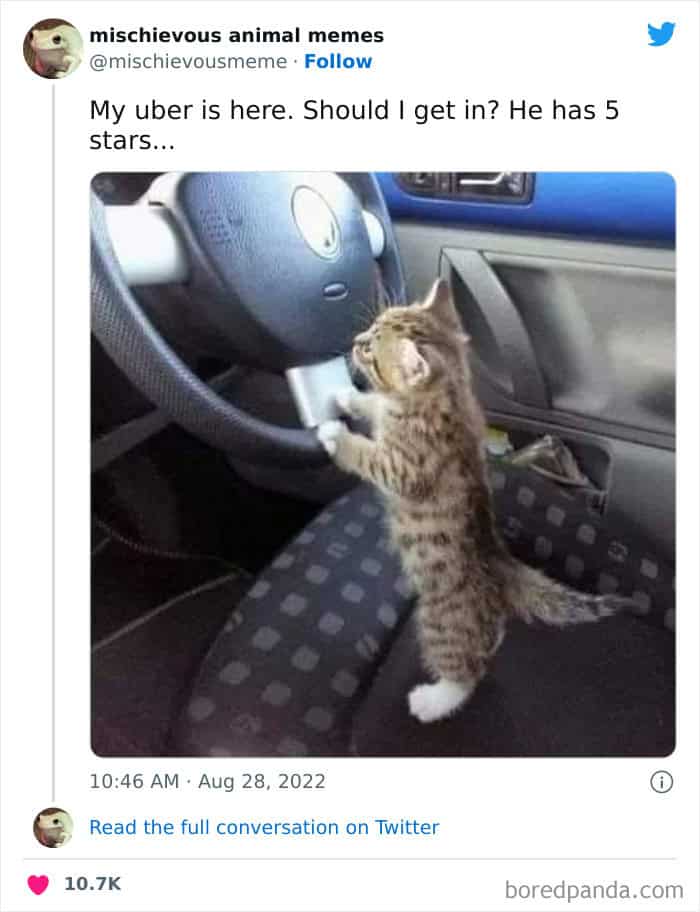 funny animal memes, animal memes, pet memes, cute animal memes, dog memes, cat memes, wildlife memes, critter memes, animal humor, creature jokes, furry memes, zoo memes, adorable memes, animal reactions, animal pics, pet humor