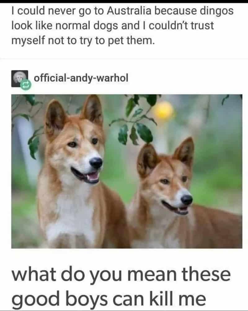 funny animal memes, animal memes, pet memes, cute animal memes, dog memes, cat memes, wildlife memes, critter memes, animal humor, creature jokes, furry memes, zoo memes, adorable memes, animal reactions, animal pics, pet humor