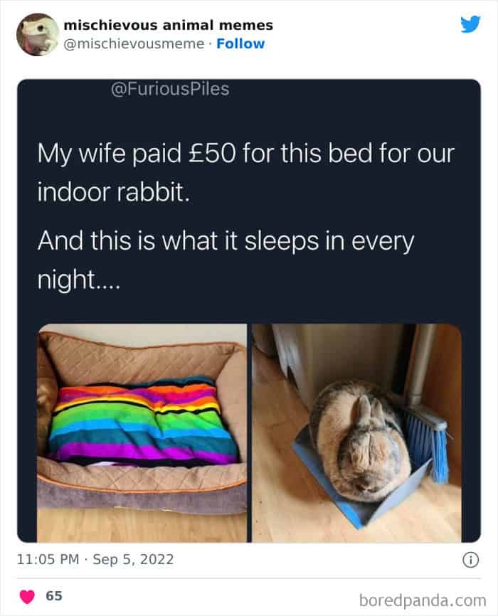 funny animal memes, animal memes, pet memes, cute animal memes, dog memes, cat memes, wildlife memes, critter memes, animal humor, creature jokes, furry memes, zoo memes, adorable memes, animal reactions, animal pics, pet humor