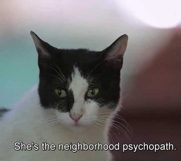 funny animal memes, animal memes, pet memes, cute animal memes, dog memes, cat memes, wildlife memes, critter memes, animal humor, creature jokes, furry memes, zoo memes, adorable memes, animal reactions, animal pics, pet humor