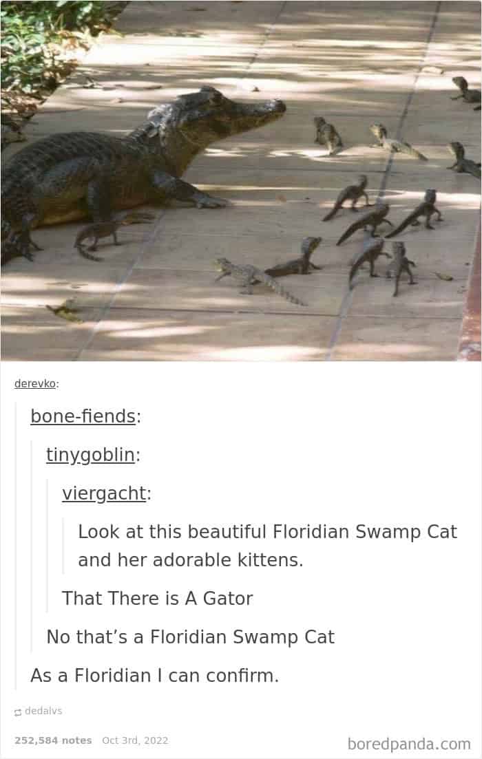 funny animal memes, animal memes, pet memes, cute animal memes, dog memes, cat memes, wildlife memes, critter memes, animal humor, creature jokes, furry memes, zoo memes, adorable memes, animal reactions, animal pics, pet humor