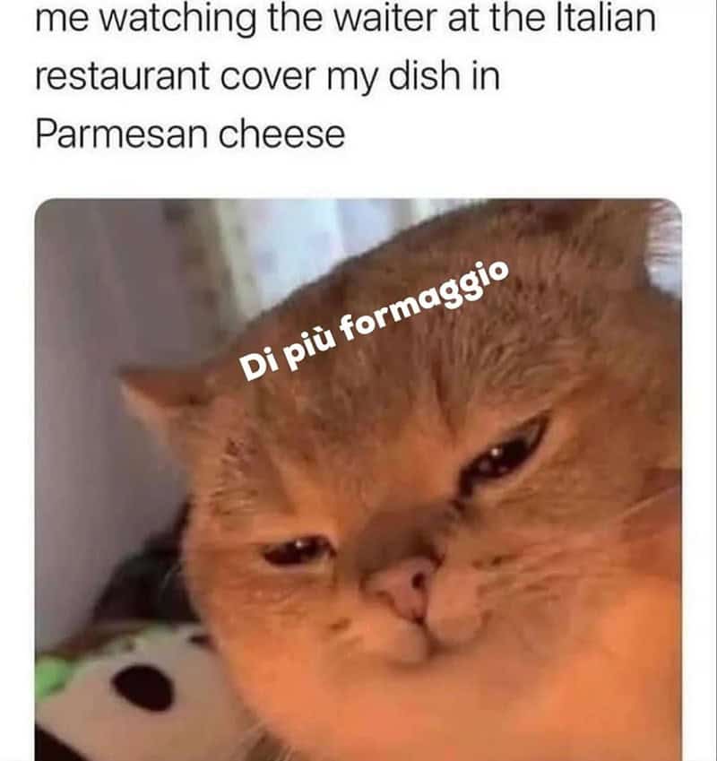 funny animal memes, animal memes, pet memes, cute animal memes, dog memes, cat memes, wildlife memes, critter memes, animal humor, creature jokes, furry memes, zoo memes, adorable memes, animal reactions, animal pics, pet humor