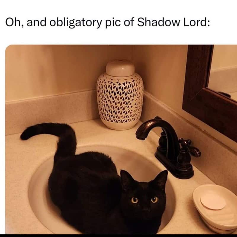 funny animal memes, animal memes, pet memes, cute animal memes, dog memes, cat memes, wildlife memes, critter memes, animal humor, creature jokes, furry memes, zoo memes, adorable memes, animal reactions, animal pics, pet humor