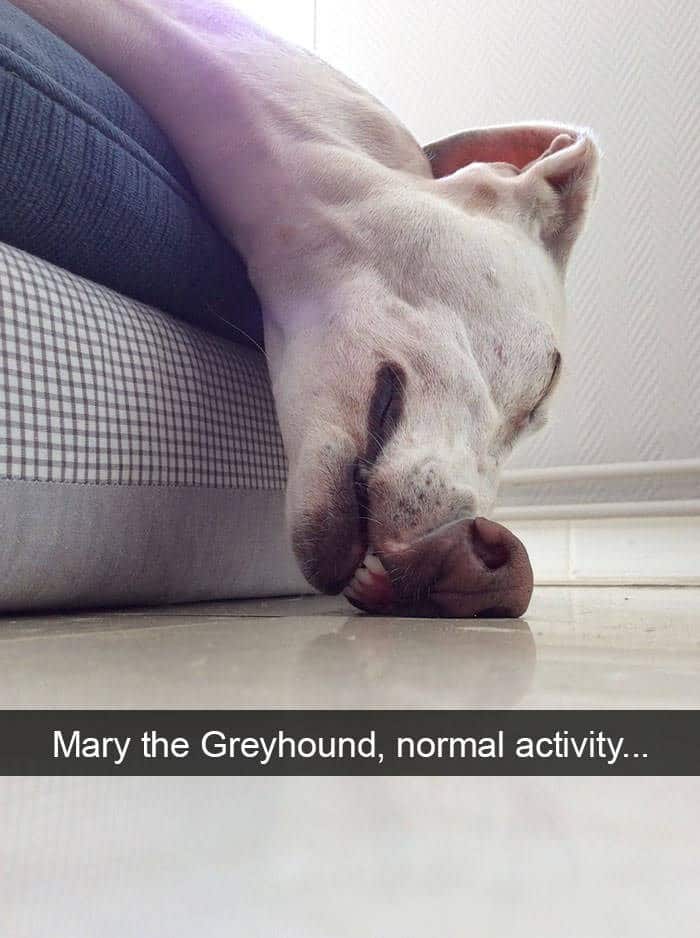 funny animal snapchats, silly animal snapchats, hilarious animal snapchats, witty animal snapchats, pet memes, animal memes, four-legged memes, funny pet snaps, hilarious pet pics, comedic pet photos, hilarious animal pictures, amusing animal photos, entertaining animal images
