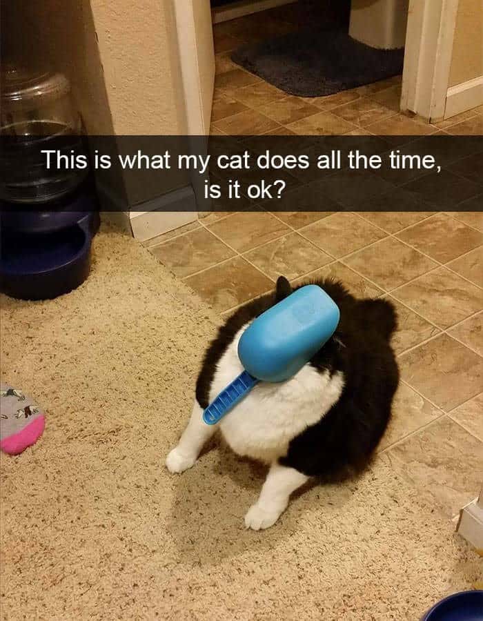 funny animal snapchats, silly animal snapchats, hilarious animal snapchats, witty animal snapchats, pet memes, animal memes, four-legged memes, funny pet snaps, hilarious pet pics, comedic pet photos, hilarious animal pictures, amusing animal photos, entertaining animal images