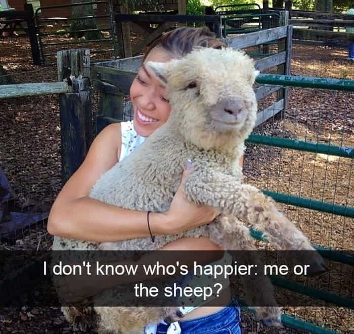 funny animal snapchats, silly animal snapchats, hilarious animal snapchats, witty animal snapchats, pet memes, animal memes, four-legged memes, funny pet snaps, hilarious pet pics, comedic pet photos, hilarious animal pictures, amusing animal photos, entertaining animal images