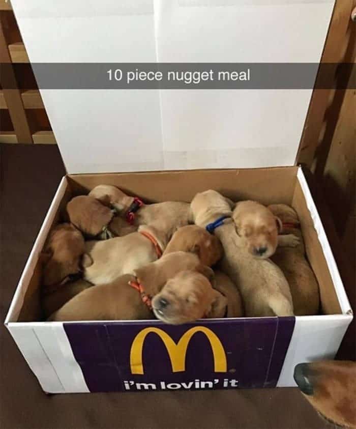 funny animal snapchats, silly animal snapchats, hilarious animal snapchats, witty animal snapchats, pet memes, animal memes, four-legged memes, funny pet snaps, hilarious pet pics, comedic pet photos, hilarious animal pictures, amusing animal photos, entertaining animal images