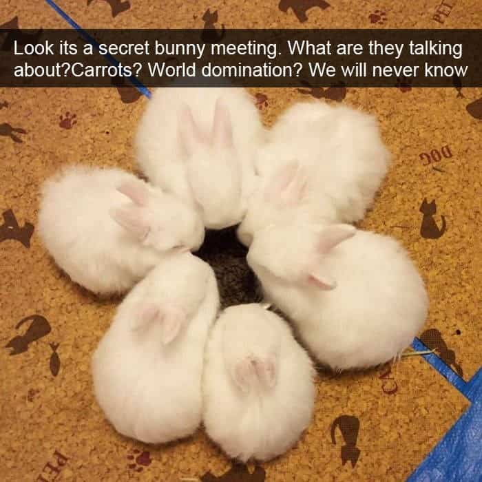 funny animal snapchats, silly animal snapchats, hilarious animal snapchats, witty animal snapchats, pet memes, animal memes, four-legged memes, funny pet snaps, hilarious pet pics, comedic pet photos, hilarious animal pictures, amusing animal photos, entertaining animal images