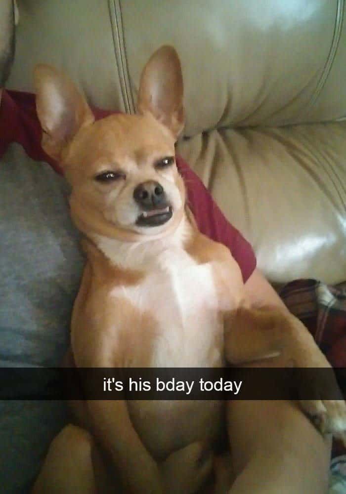 funny animal snapchats, silly animal snapchats, hilarious animal snapchats, witty animal snapchats, pet memes, animal memes, four-legged memes, funny pet snaps, hilarious pet pics, comedic pet photos, hilarious animal pictures, amusing animal photos, entertaining animal images