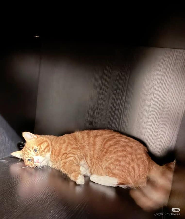 funny cat pictures, cat pictures, hilarious cat pics, comedic kitty photos, goofy feline shots, cat memes, kitty memes, feline jokes, cute cat pictures, adorable kitty pics, fluffy cat images, no context cats, random cat photos, surreal feline moments