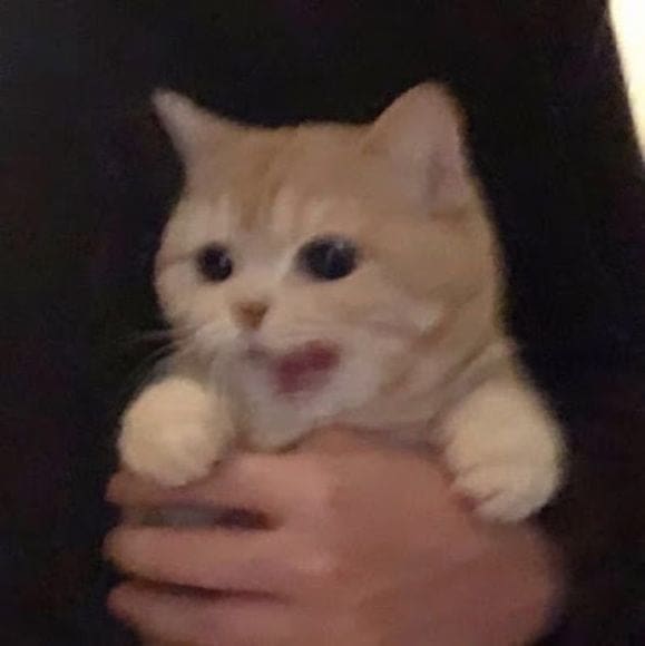 funny cat pictures, cat pictures, hilarious cat pics, comedic kitty photos, goofy feline shots, cat memes, kitty memes, feline jokes, cute cat pictures, adorable kitty pics, fluffy cat images, no context cats, random cat photos, surreal feline moments