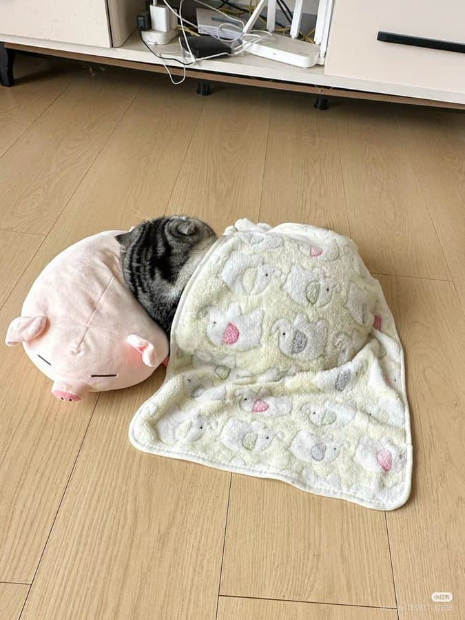 funny cat pictures, cat pictures, hilarious cat pics, comedic kitty photos, goofy feline shots, cat memes, kitty memes, feline jokes, cute cat pictures, adorable kitty pics, fluffy cat images, no context cats, random cat photos, surreal feline moments