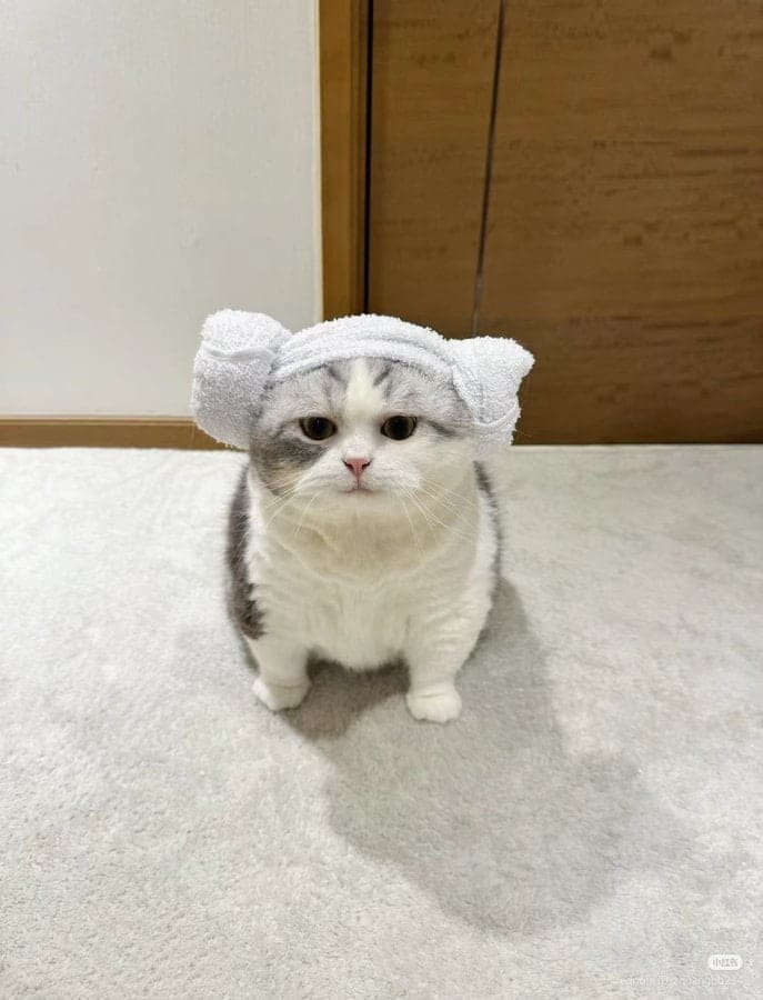 funny cat pictures, cat pictures, hilarious cat pics, comedic kitty photos, goofy feline shots, cat memes, kitty memes, feline jokes, cute cat pictures, adorable kitty pics, fluffy cat images, no context cats, random cat photos, surreal feline moments