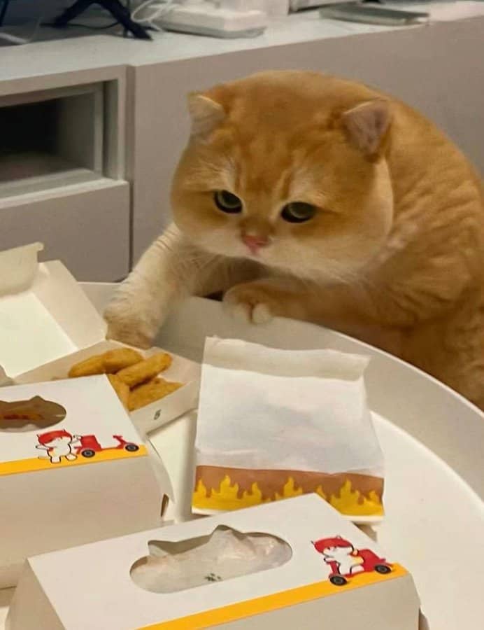 funny cat pictures, cat pictures, hilarious cat pics, comedic kitty photos, goofy feline shots, cat memes, kitty memes, feline jokes, cute cat pictures, adorable kitty pics, fluffy cat images, no context cats, random cat photos, surreal feline moments