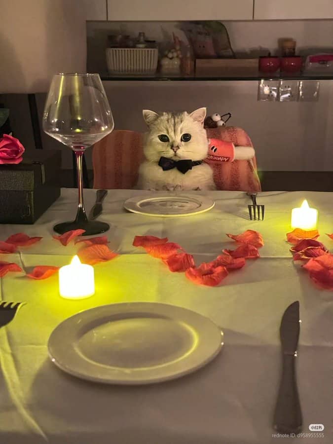 funny cat pictures, cat pictures, hilarious cat pics, comedic kitty photos, goofy feline shots, cat memes, kitty memes, feline jokes, cute cat pictures, adorable kitty pics, fluffy cat images, no context cats, random cat photos, surreal feline moments