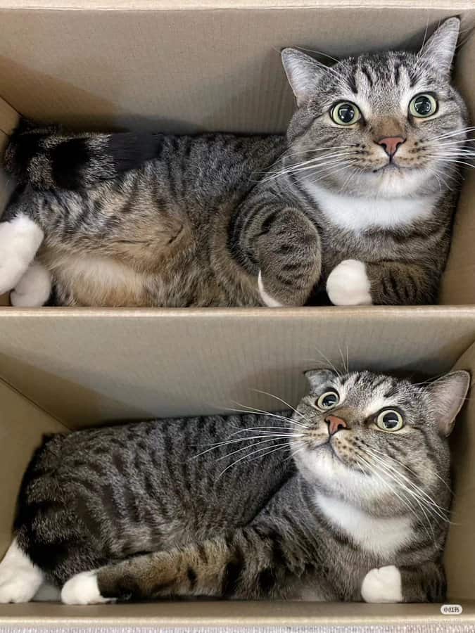 funny cat pictures, cat pictures, hilarious cat pics, comedic kitty photos, goofy feline shots, cat memes, kitty memes, feline jokes, cute cat pictures, adorable kitty pics, fluffy cat images, no context cats, random cat photos, surreal feline moments