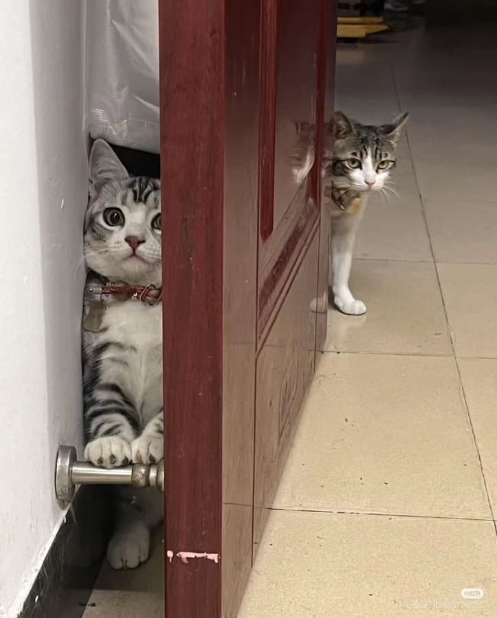 funny cat pictures, cat pictures, hilarious cat pics, comedic kitty photos, goofy feline shots, cat memes, kitty memes, feline jokes, cute cat pictures, adorable kitty pics, fluffy cat images, no context cats, random cat photos, surreal feline moments