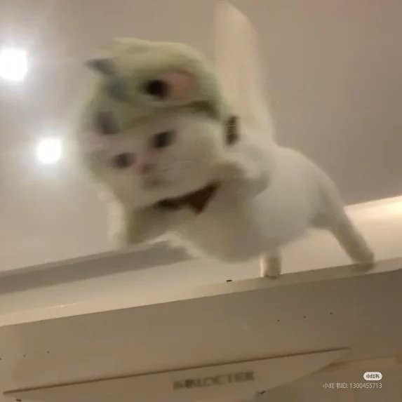 funny cat pictures, cat pictures, hilarious cat pics, comedic kitty photos, goofy feline shots, cat memes, kitty memes, feline jokes, cute cat pictures, adorable kitty pics, fluffy cat images, no context cats, random cat photos, surreal feline moments