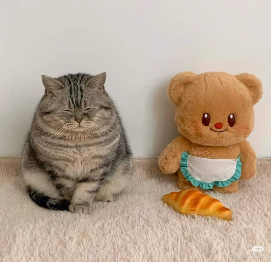 funny cat pictures, cat pictures, hilarious cat pics, comedic kitty photos, goofy feline shots, cat memes, kitty memes, feline jokes, cute cat pictures, adorable kitty pics, fluffy cat images, no context cats, random cat photos, surreal feline moments