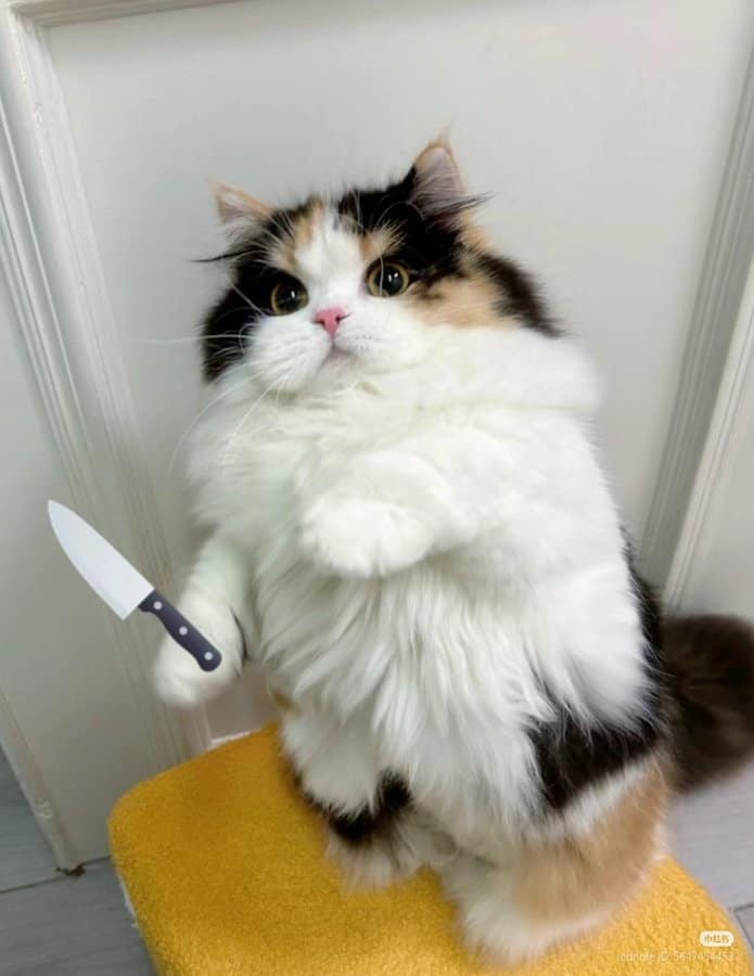 funny cat pictures, cat pictures, hilarious cat pics, comedic kitty photos, goofy feline shots, cat memes, kitty memes, feline jokes, cute cat pictures, adorable kitty pics, fluffy cat images, no context cats, random cat photos, surreal feline moments