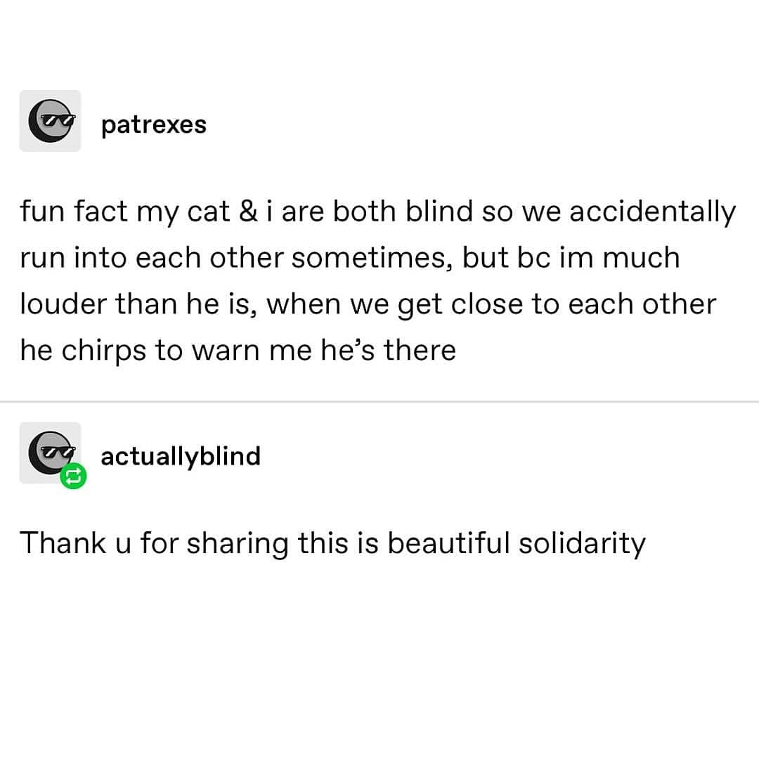 fun fact my cat & i are both blind so we accidentally run into each other sometimes, but bc im much louder than he is, when we get close to each other he chirps to warn me he's there