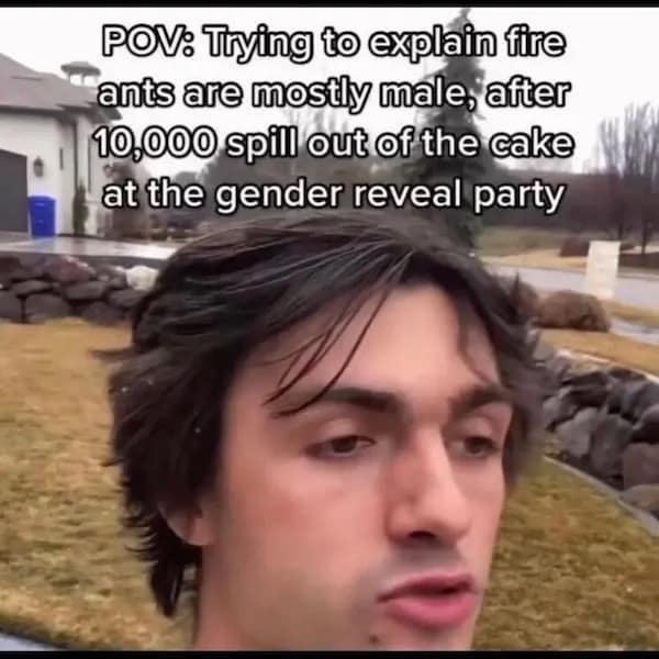 POV: Trying to explain fire ants are mostly male, after 10,000 spill out of the cake at the gender reveal party
