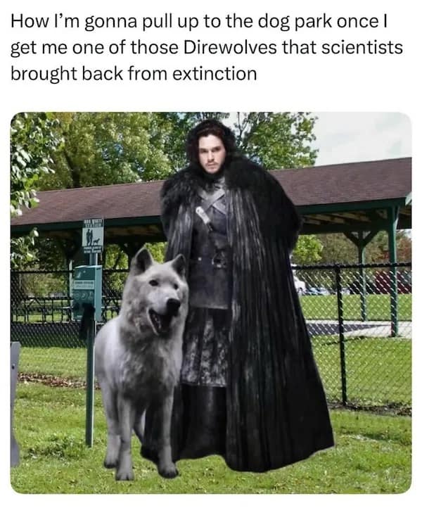 How I'm gonna pull up to the dog park once I get me one of those Direwolves that scientists brought back from extinction