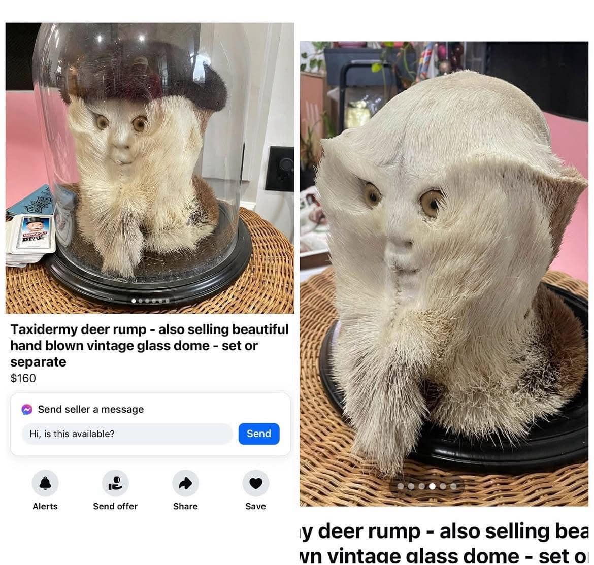 Taxidermy deer rump - also selling beautiful hand blown vintage glass dome - set or separate