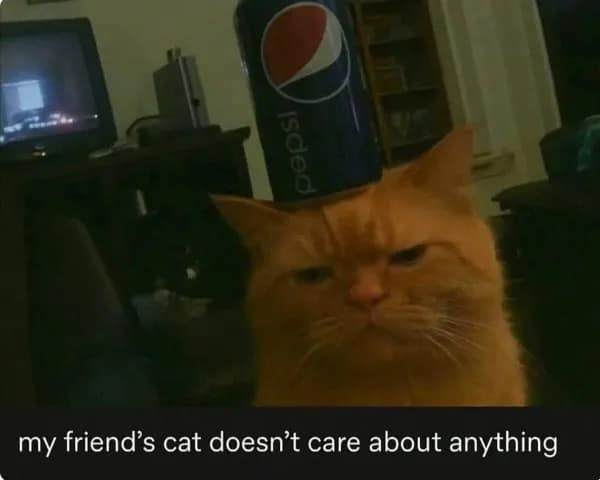 my friend's cat doesn't care about anything