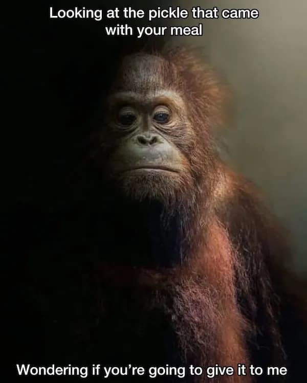 Looking at the pickle that came with your meal Wondering if you're going to give it to me