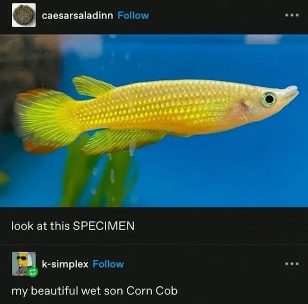 my beautiful wet son Corn Cob