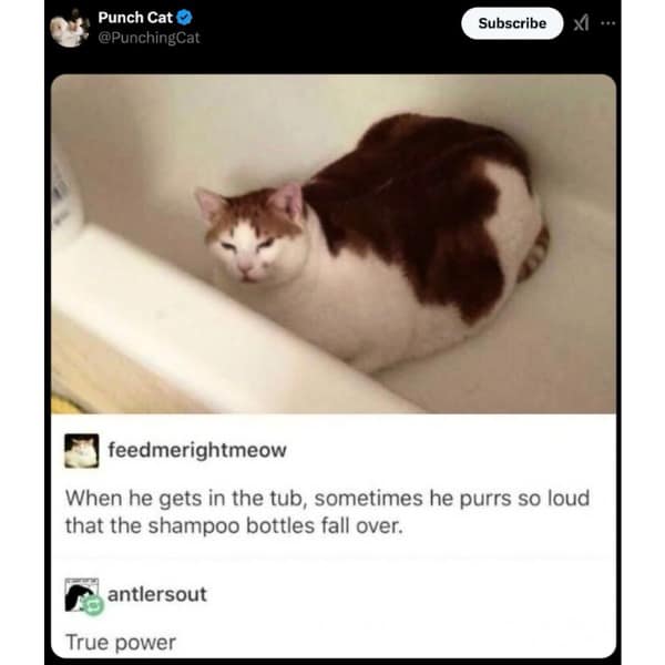 When he gets in the tub, sometimes he purrs so loud that the shampoo bottles fall over.