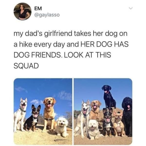 my dad's girlfriend takes her dog on a hike every day and HER DOG HAS DOG FRIENDS. LOOK AT THIS SQUAD