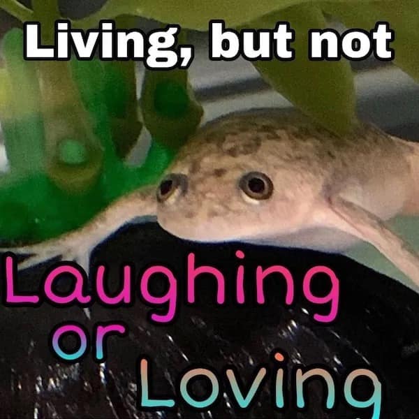 Living, but not Laughing Lovina