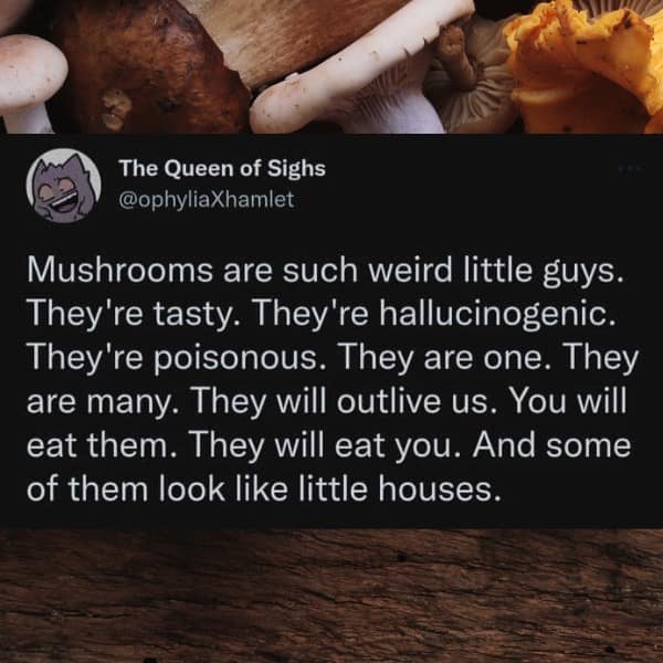 Mushrooms are such weird little guys. They're tasty. They're hallucinogenic. They're poisonous. They are one. They are many. They will outlive us. You will eat them. They will eat you. And some of them look like little houses.