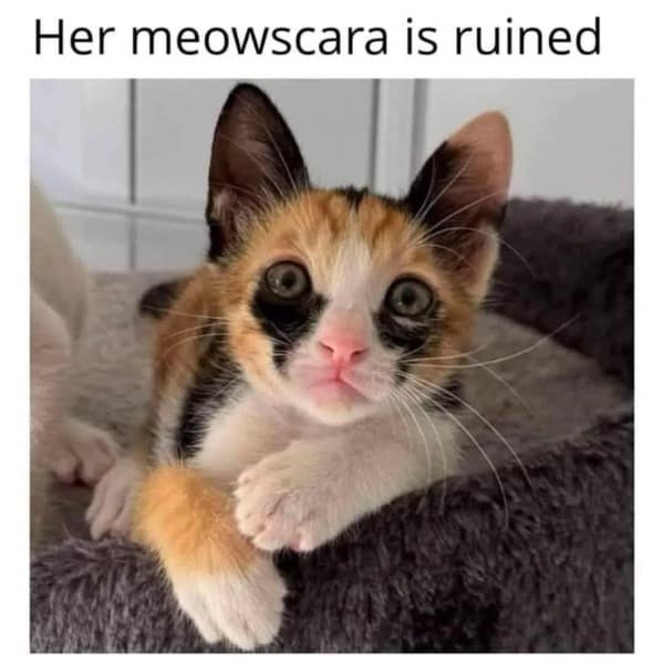 Her meowscara is ruined