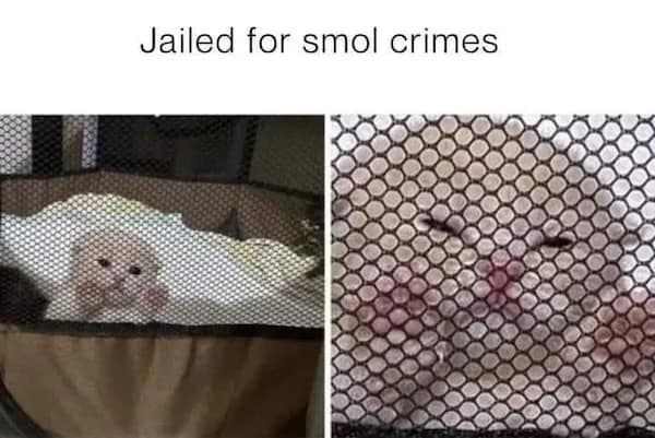 Jailed for smol crimes