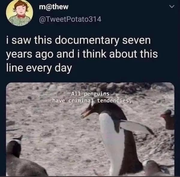 i saw this documentary seven years ago and i think about this line every day All penguins have criminal tendencies,