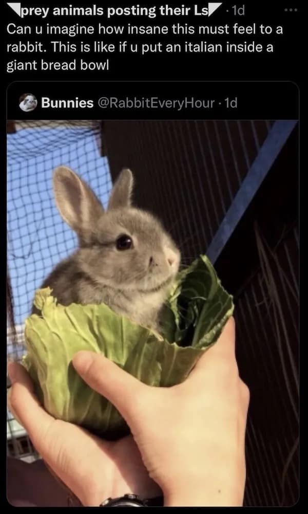 Can u imagine how insane this must feel to a rabbit. This is like if u put an italian inside a giant bread bowl