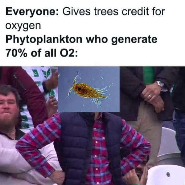 Everyone: Gives trees credit for oxygen Phytoplankton who generate 70% of all 02: