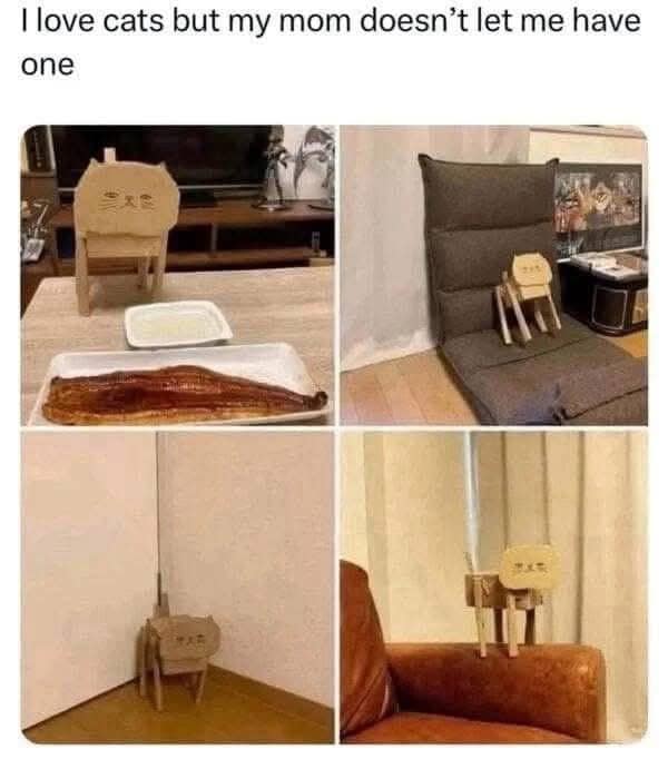 I love cats but my mom doesn't let me have one