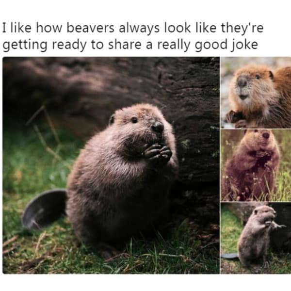 I like how beavers always look like they're getting ready to share a really good joke