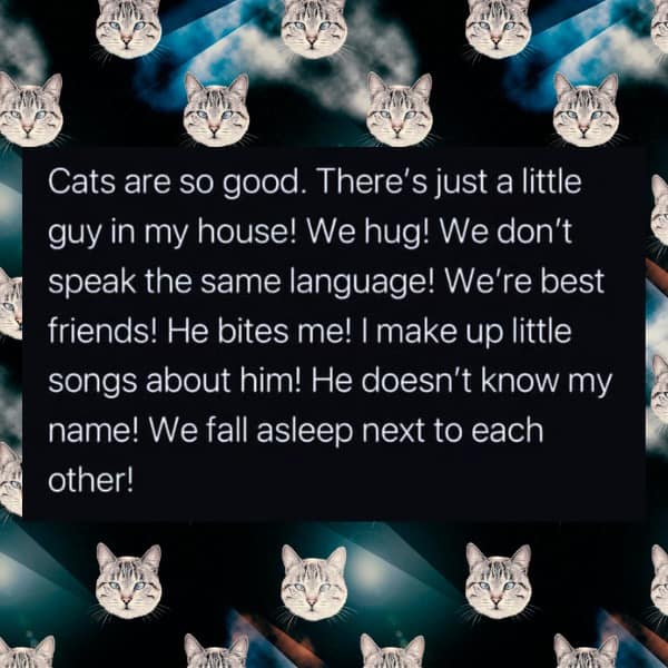 Cats are so good. There's just a little guy in my house! We hug! We don't speak the same language! We're best friends! He bites me! | make up little songs about him! He doesn't know my name! We fall asleep next to each other!