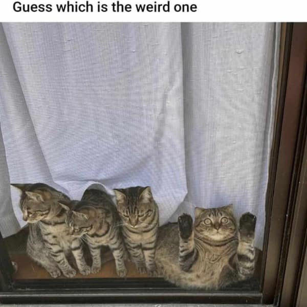 Guess which is the weird one