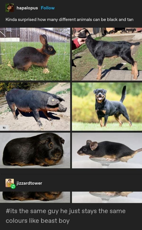 funny tumblr posts, tumblr memes, classic tumblr, nostalgic posts, internet classics, tumblr humor, funny text posts, relatable tumblr, meme culture, funny internet posts, viral tumblr, hilarious posts