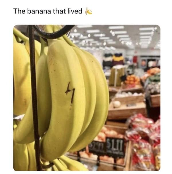 The banana that lived