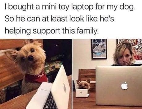 bought a mini toy laptop for my dog. So he can at least look like he's helping support this family.